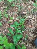 Image of Bupleurum longiradiatum Turcz.