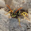 Nomada succincta Panzer 1798的圖片