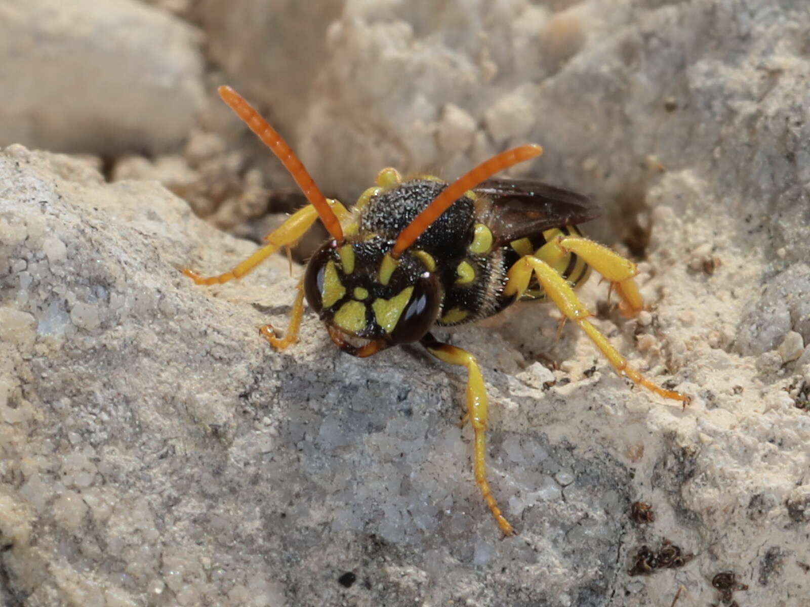 Image of Nomada succincta Panzer 1798