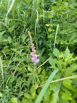 Image de Astilbe rubra Hook. & Thomson