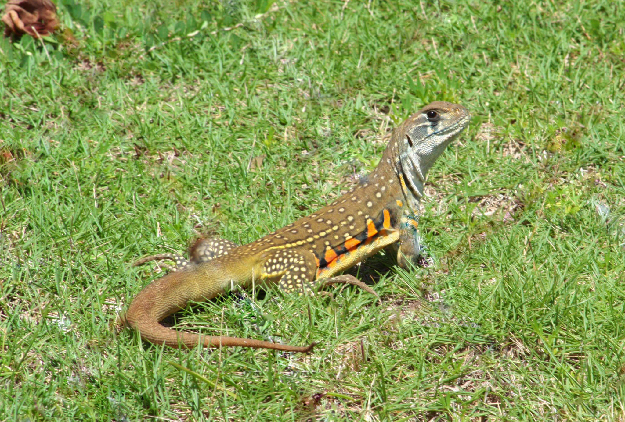 Image of Common Butterfly Lizard