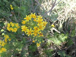 Image of Euryops linifolius (L.) DC.