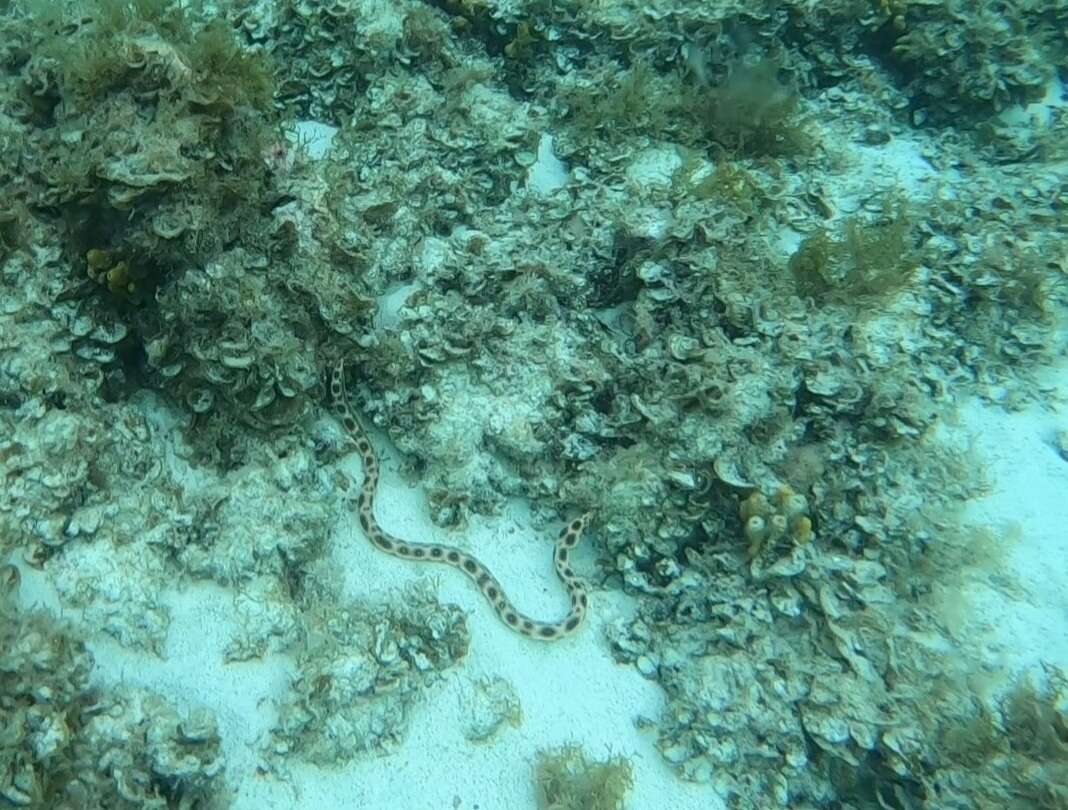 Image of Leopard Eel