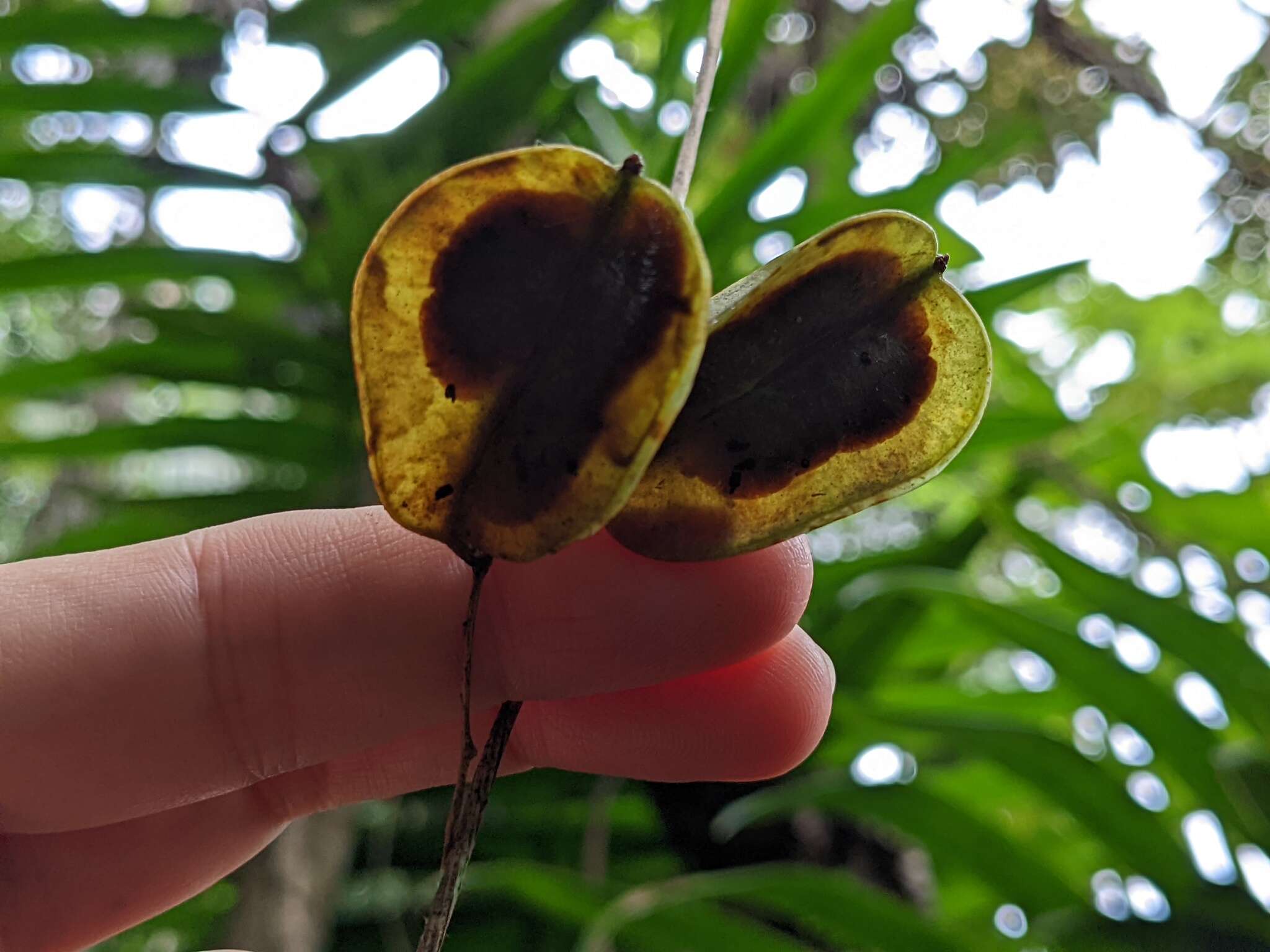 Imagem de Dioscorea polygonoides Humb. & Bonpl. ex Willd.