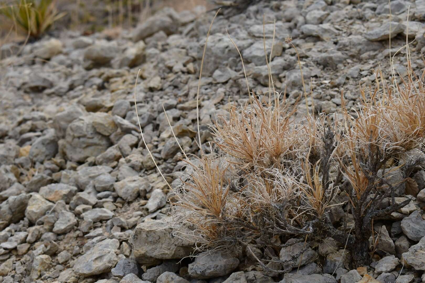 Sivun Encelia scaposa (A. Gray) A. Gray kuva