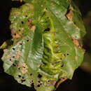 Image of Taphrina tosquinetii (Westend.) Magnus 1890