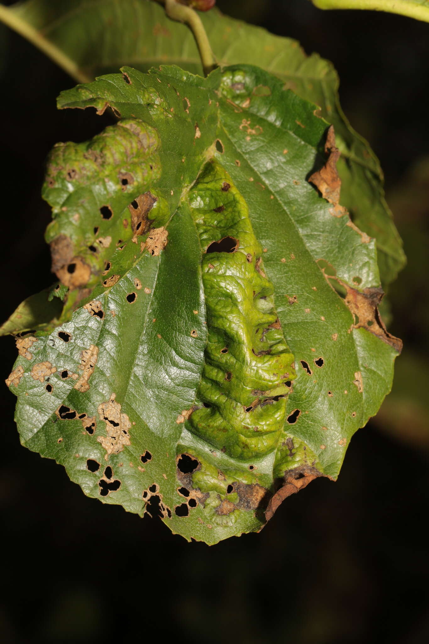 Image of Taphrina tosquinetii (Westend.) Magnus 1890