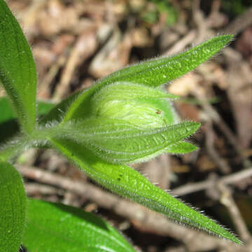 Image of Heller's marbleseed