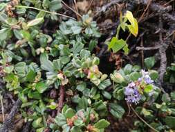 Image of maritime ceanothus