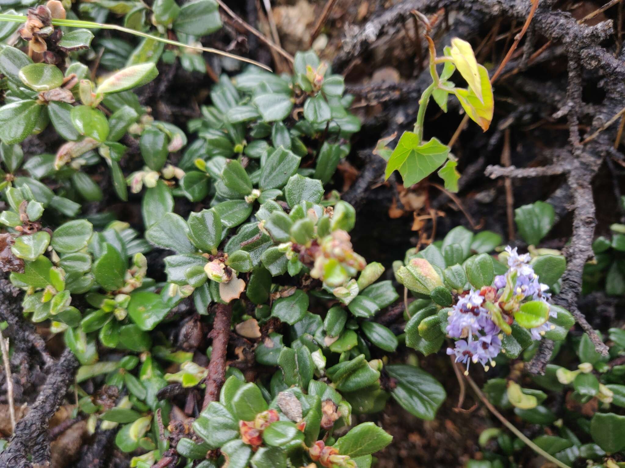 Image of maritime ceanothus