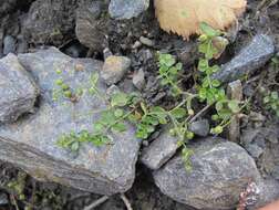 Image of Arenaria rotundifolia M. Bieb.