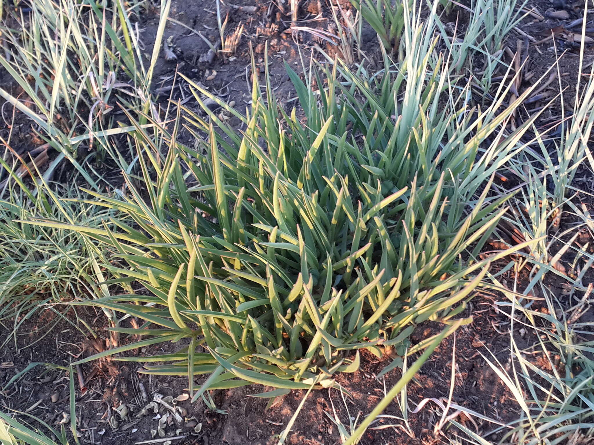 Image of Euphorbia pseudotuberosa Pax