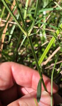 صورة Hypericum harperi R. Keller