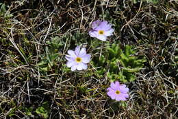 Image de Primula walshii Craib