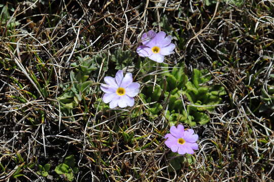 Image de Primula walshii Craib