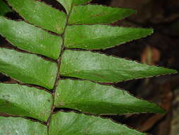 Imagem de Adiantum obliquum Willd.