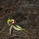 Image of Small spider orchid