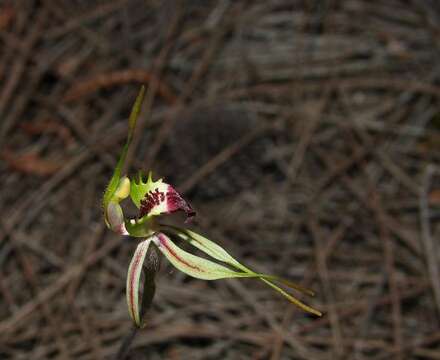 Image of Small spider orchid