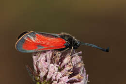 Image of Zygaena punctum Ochsenheimer 1808