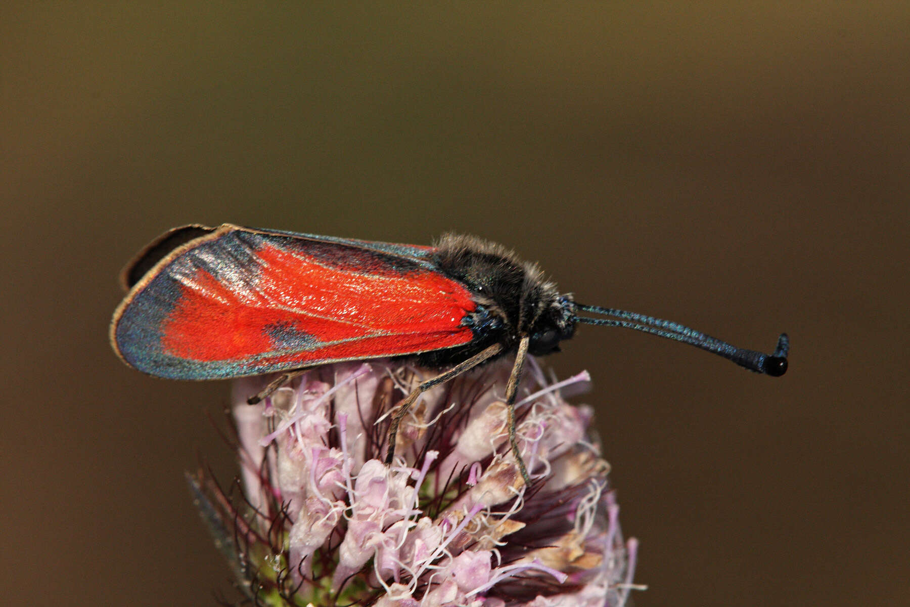 Image of Zygaena punctum Ochsenheimer 1808