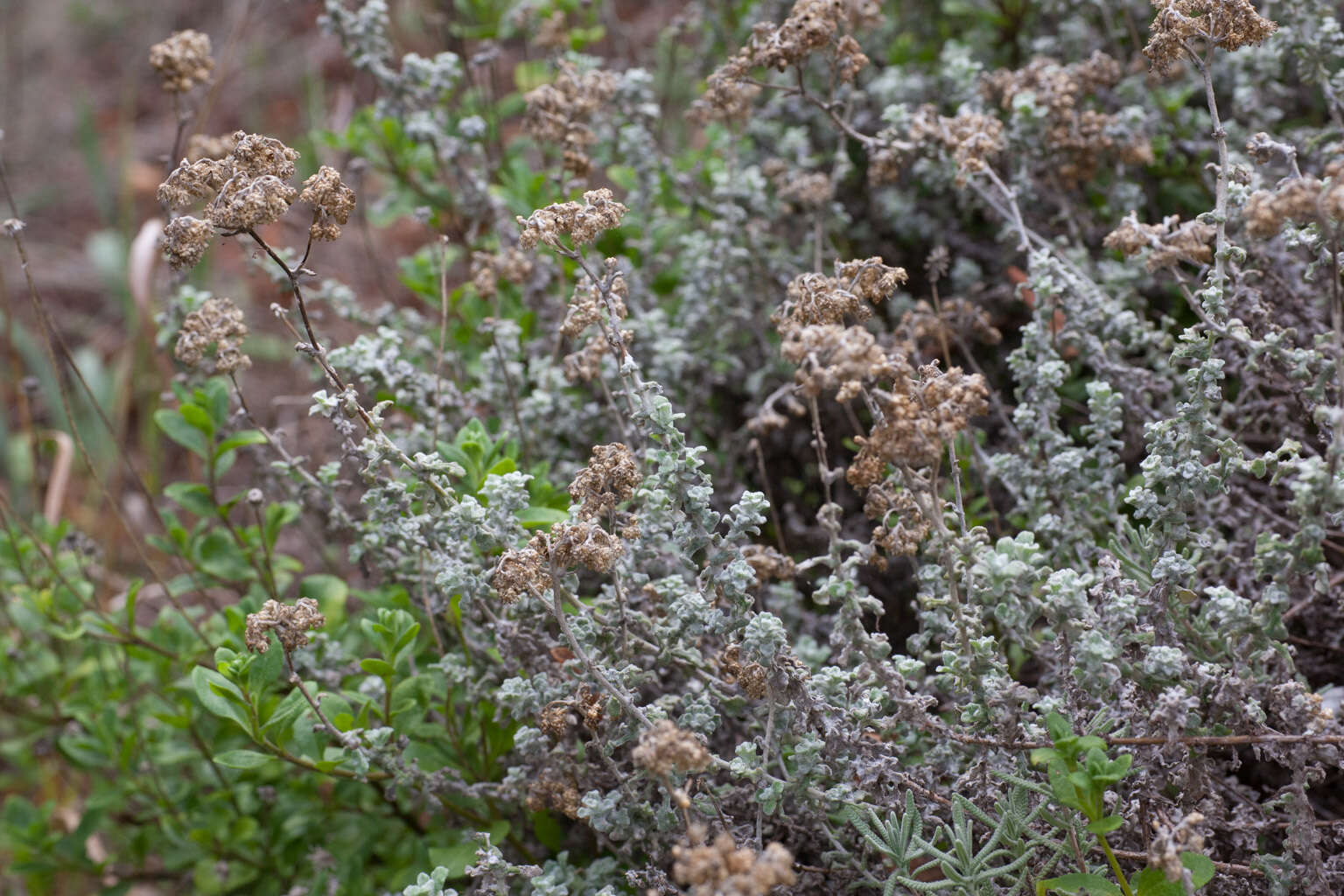 Image of Helichrysum pandurifolium Schrenk