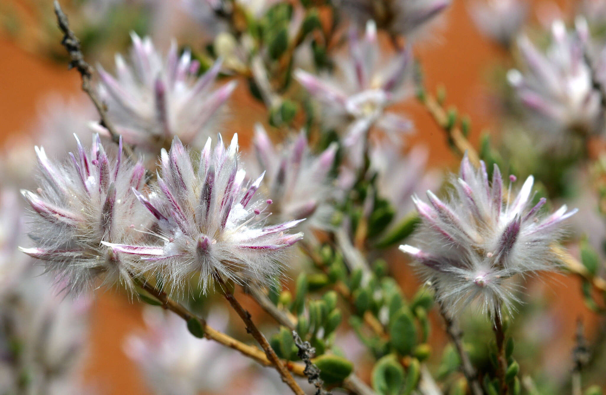 Image of Ptilotus polakii F. Müll.