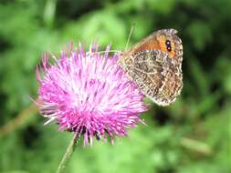 Image of Erebia montanus De Prunner 1798