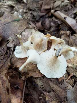 Image de Singerocybe adirondackensis (Peck) Zhu L. Yang & J. Qin 2014