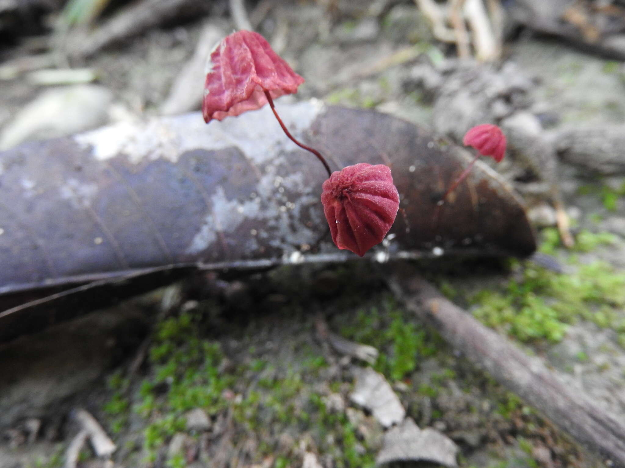 Image of Marasmius haematocephalus (Mont.) Fr. 1838