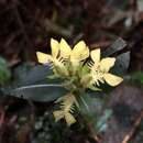 Image of Odontochilus lanceolatus (Lindl.) Blume