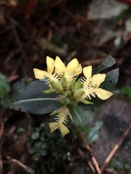 Odontochilus lanceolatus (Lindl.) Blume resmi