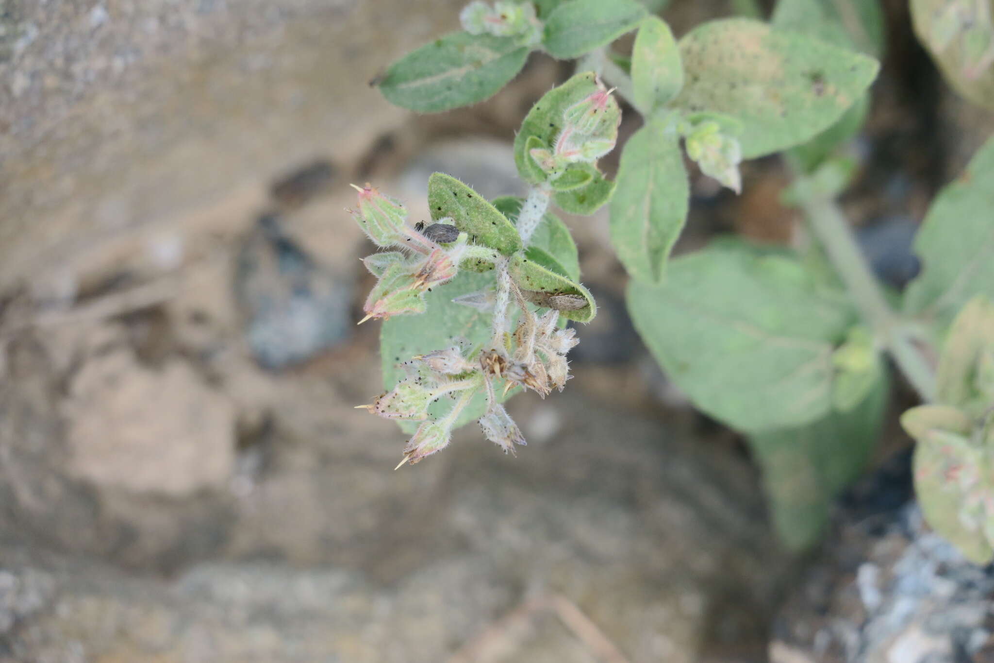 Image de Trichodesma africanum (L.) R. Br.