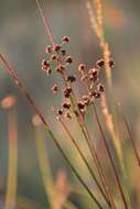 Image of Blunt-flowered Rush