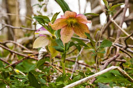 Image of Helleborus × hybridus H. Vilm.