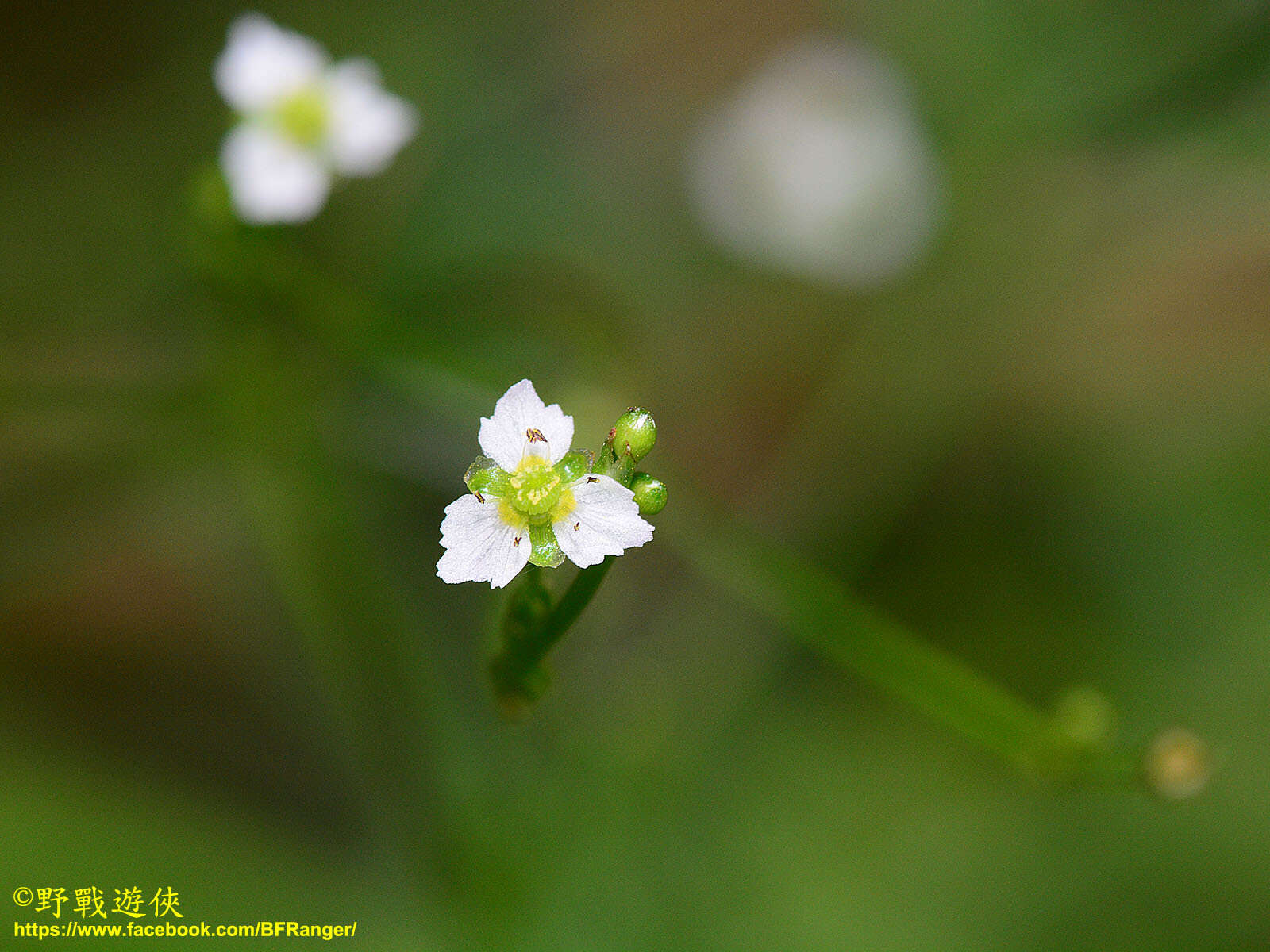 Image of Alisma canaliculatum A. Braun & C. D. Bouché