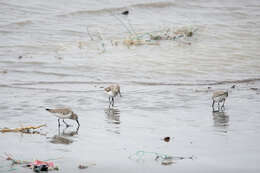 Image of Calidris alpina sakhalina (Vieillot 1816)