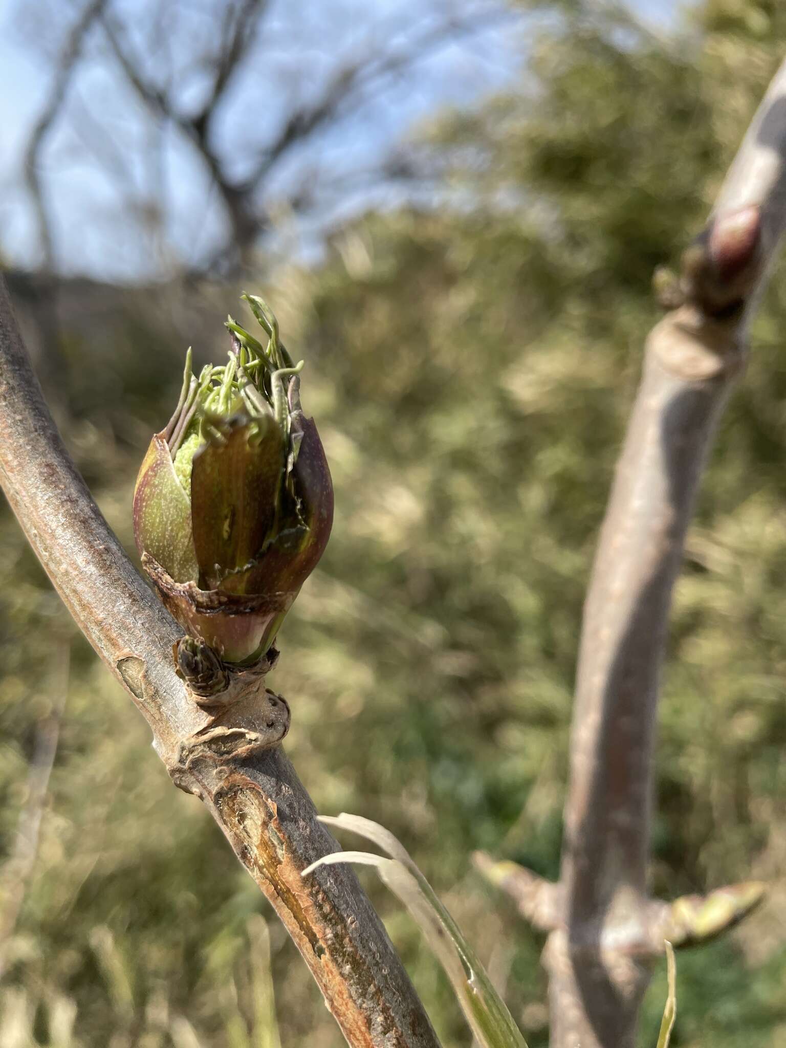 Image of Sambucus racemosa subsp. sieboldiana (Bl. ex Miq.) Hara