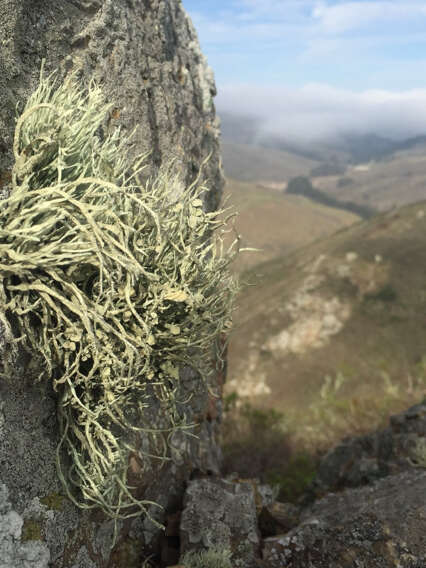 Image of Armored fog lichen