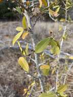 Imagem de Hugonia orientalis Engl.