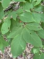 Image of mountain silverbell