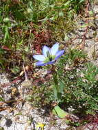 Image of Ixia monadelpha D. Delaroche