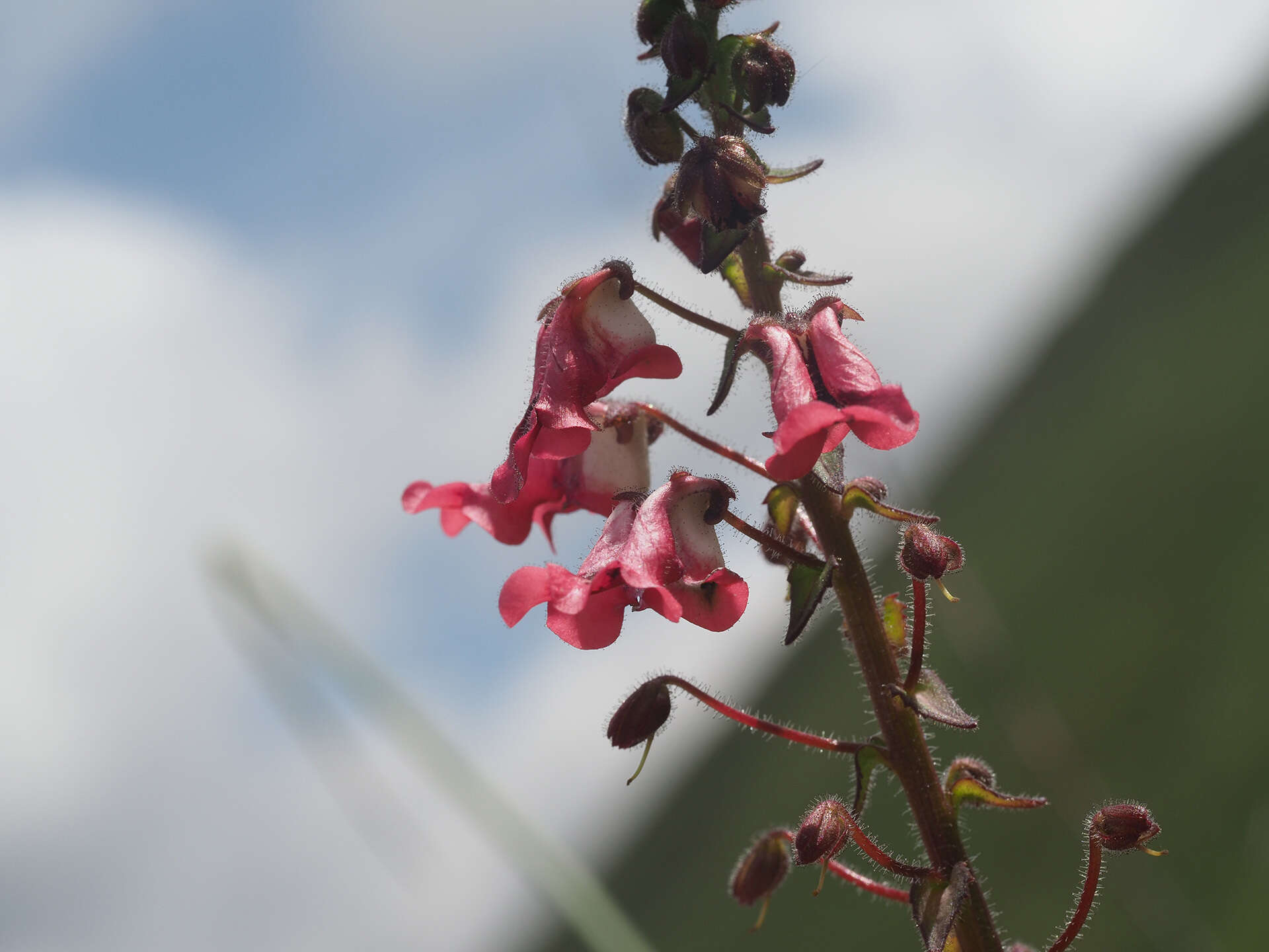 Image of Diascia purpurea N. E. Br.