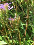 Image of slender aster