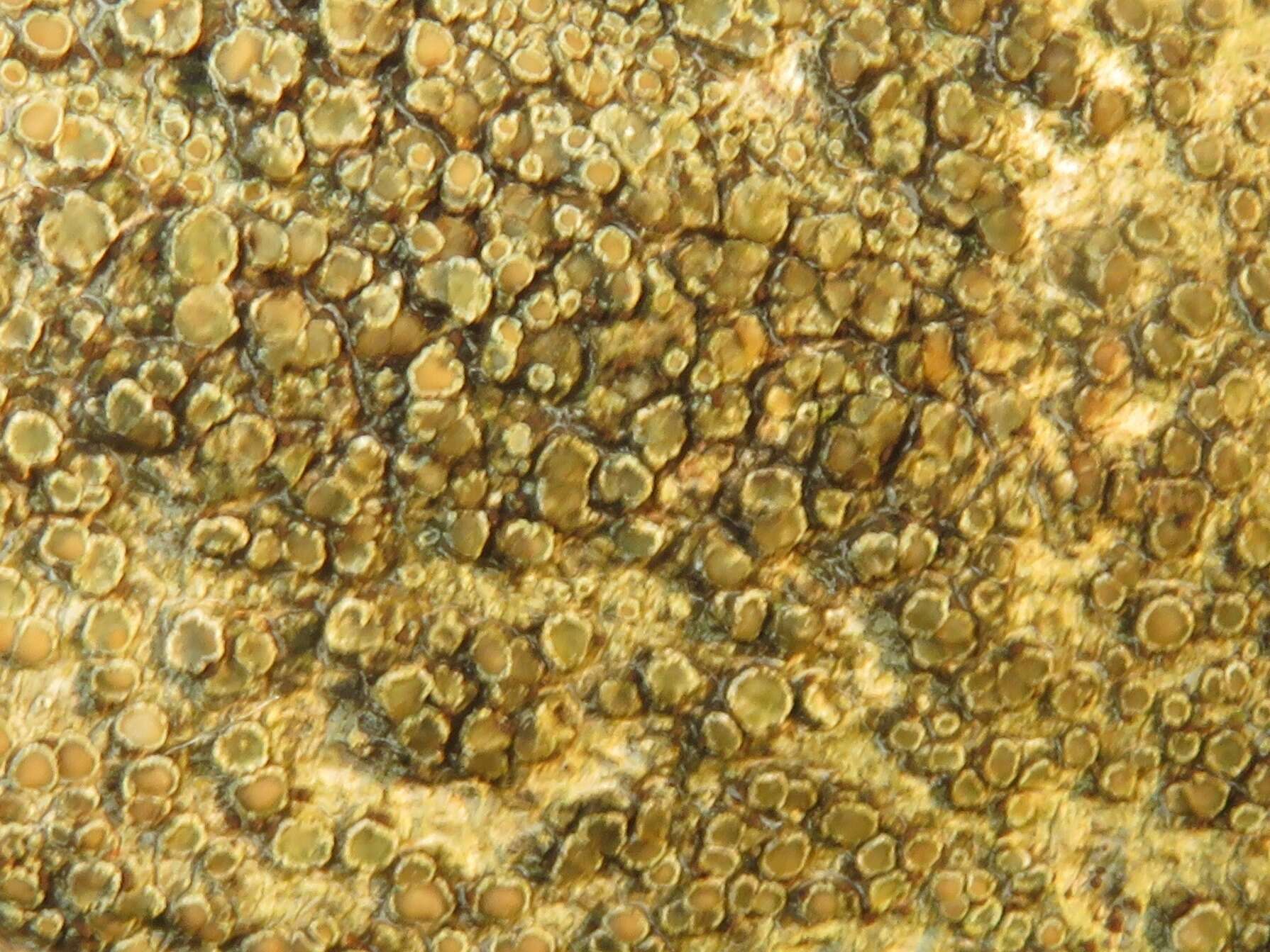 Image of rim lichen