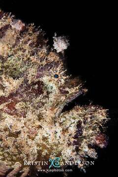 Image of Hispid frogfish