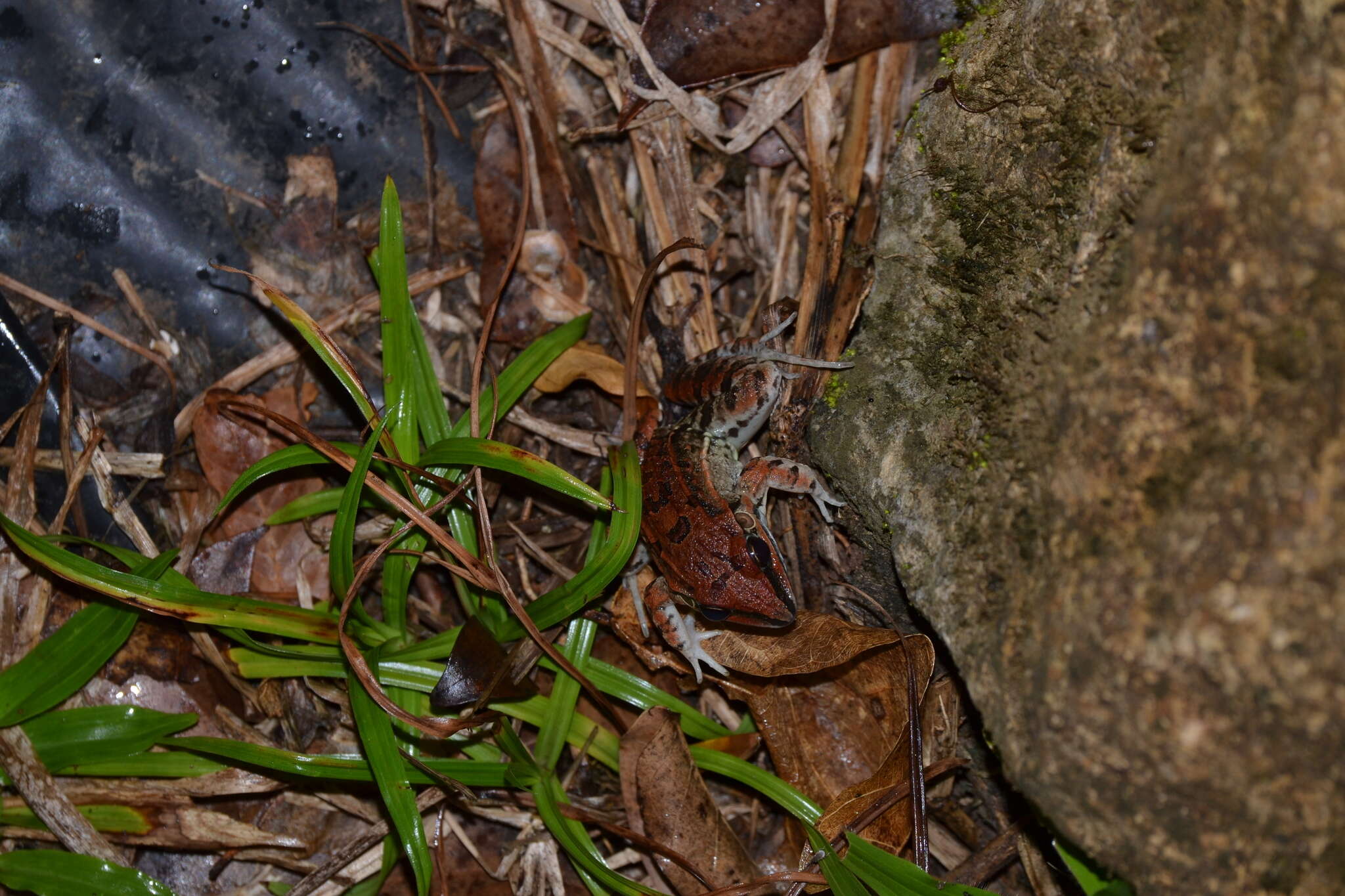 Image of rufous frog