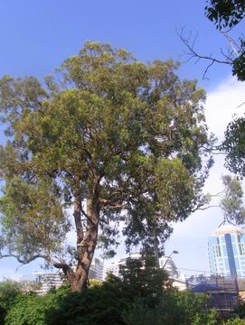 Image of gray ironbark