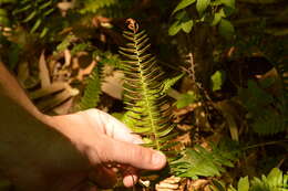 Слика од Blechnum auriculatum Cav.