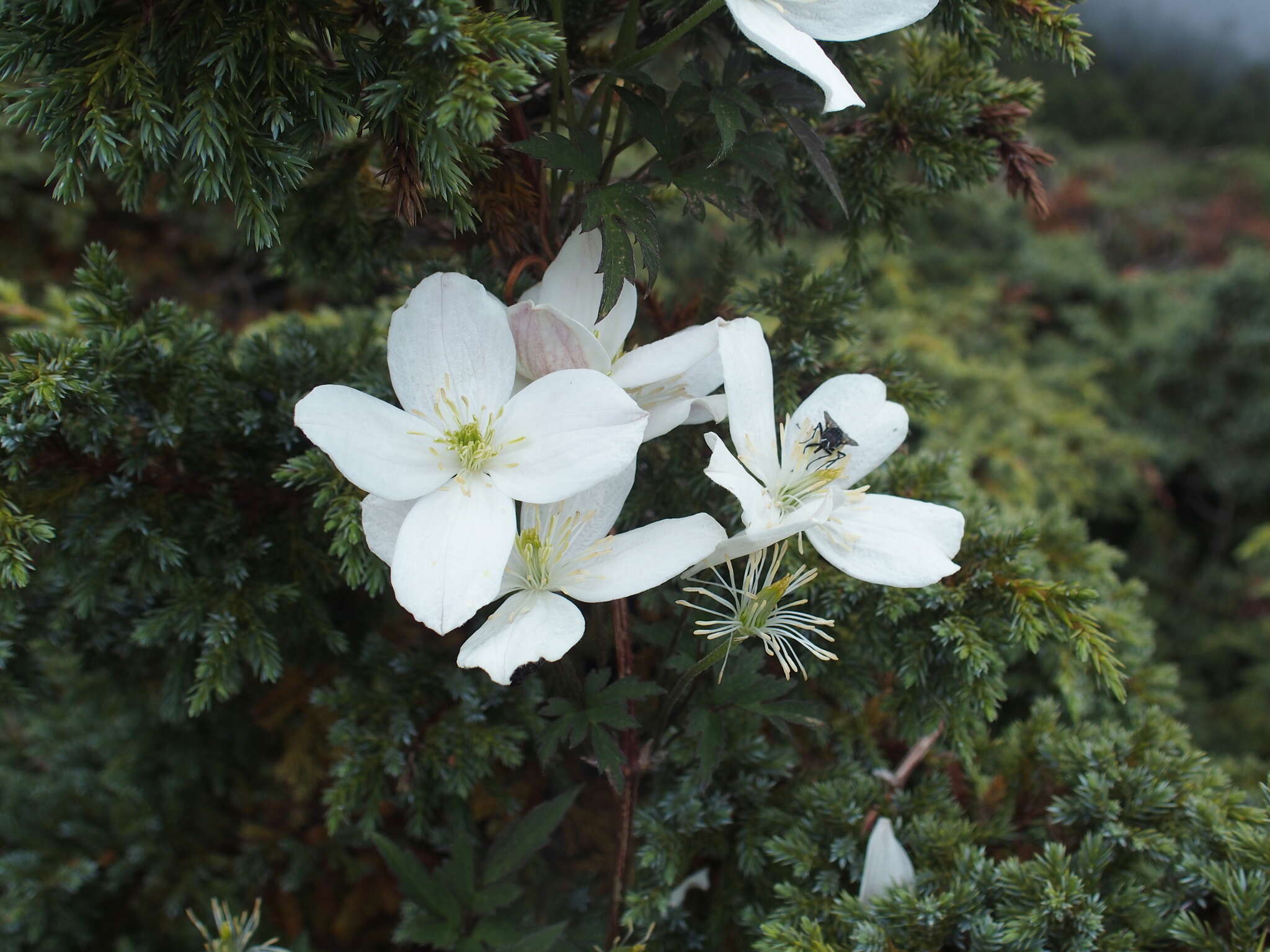 Image of Himalayan Clematis