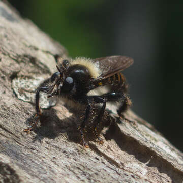 Image of Laphria ephippium (Fabricius 1781)